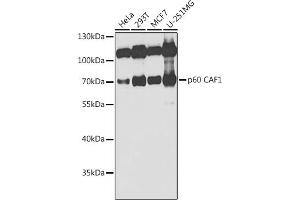 CHAF1B anticorps  (AA 270-559)