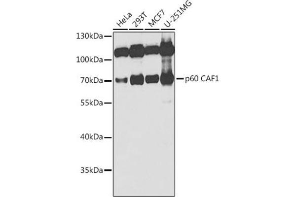 CHAF1B anticorps  (AA 270-559)