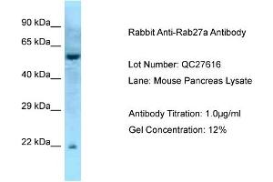 Host: Rabbit Target Name: Rab27a Sample Type: Mouse Pancreas Antibody Dilution: 1. (RAB27A anticorps  (Middle Region))