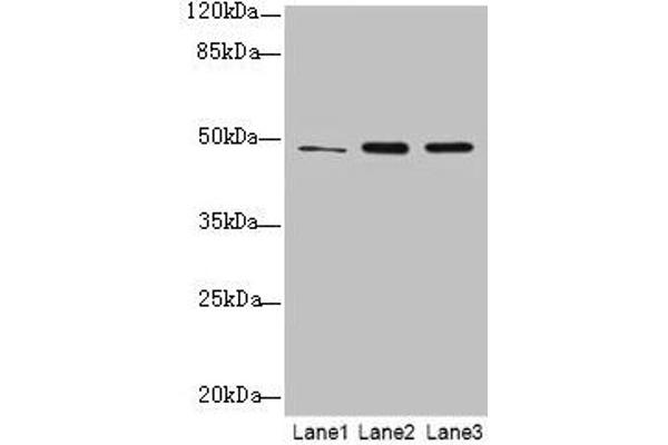 GPR83 anticorps  (AA 349-423)