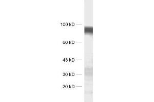 dilution: 1 : 1000, sample: synaptic membrane fraction of rat brain (LP1) (LRRTM4 anticorps)