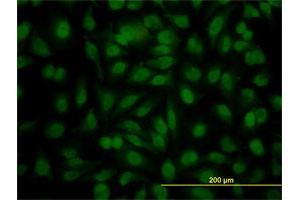 Immunofluorescence (IF) image for anti-YY1 Transcription Factor (YY1) (AA 221-320) antibody (ABIN563397)