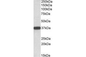 Western Blotting (WB) image for anti-Cytochrome B5 Reductase 3 (CYB5R3) (C-Term) antibody (ABIN2464545) (CYB5R3 anticorps  (C-Term))