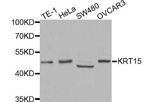 Western blot analysis of extracts of various cell lines, using KRT15 antibody. (KRT15 anticorps)