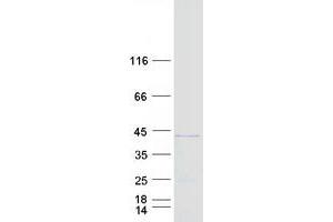 Validation with Western Blot (CCDC68 Protein (Transcript Variant 1) (Myc-DYKDDDDK Tag))