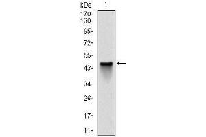 Western Blotting (WB) image for anti-NAD(P)H Dehydrogenase, Quinone 1 (NQO1) antibody (ABIN969319)