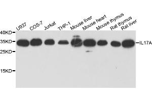 Western blot analysis of extracts of various cell lines, using IL17A antibody (ABIN5970262) at 1/1000 dilution. (Interleukin 17a anticorps)