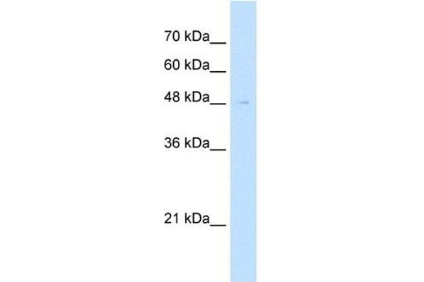 Reticulon 2 anticorps  (N-Term)