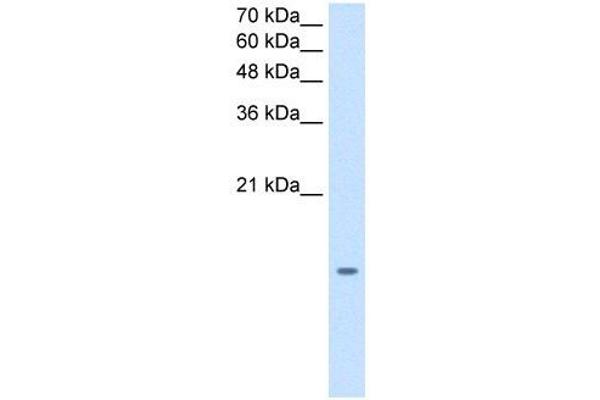 MGST2 anticorps  (N-Term)