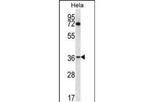 Western blot analysis in Hela cell line lysates (35ug/lane). (NUP35 anticorps  (C-Term))
