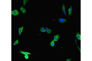 Immunofluorescent analysis of Hela cells using ABIN7149517 at dilution of 1:100 and Alexa Fluor 488-congugated AffiniPure Goat Anti-Rabbit IgG(H+L) (DDB1 and CUL4-Associated Factor 1 (DCAF1) (AA 647-745) anticorps)