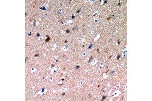 Immunohistochemical analysis of NLRX1 staining in human brain formalin fixed paraffin embedded tissue section. (NLRX1 anticorps)