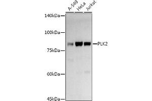 Western blot analysis of extracts of various cell lines, using PLK2 antibody (ABIN6132905, ABIN6145776, ABIN6145778 and ABIN6222860) at 1:1000 dilution. (PLK2 anticorps  (AA 322-671))
