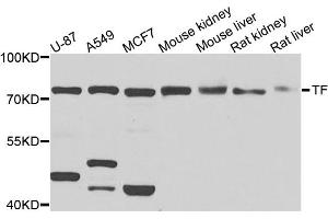 Western blot analysis of extracts of various cell lines, using TF antibody (ABIN5974916) at 1/1000 dilution. (Transferrin anticorps)