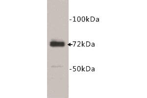 Western Blotting (WB) image for anti-Prostaglandin-Endoperoxide Synthase 1 (Prostaglandin G/H Synthase and Cyclooxygenase) (PTGS1) (C-Term) antibody (ABIN1854875) (PTGS1 anticorps  (C-Term))
