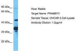 Host: Rabbit Target Name: PRAMEF2 Sample Tissue: Human OVCAR-3 Whole Cell Antibody Dilution: 1ug/ml (PRAMEF2 anticorps  (C-Term))