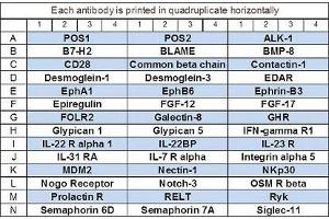 Image no. 1 for Human Cytokine Array Q11 (ABIN4956044)