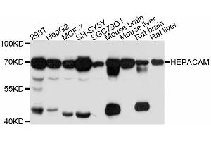 Western blot analysis of extracts of various cell lines, using HEPACAM antibody (ABIN5997886) at 1:3000 dilution. (HEPACAM anticorps)