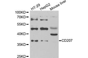 Western blot analysis of extracts of various cell lines, using CD207 antibody (ABIN5973934) at 1/1000 dilution. (CD207 anticorps)