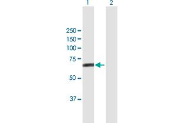 FBXL4 anticorps  (AA 1-621)