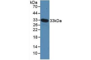 Detection of Recombinant MYH4, Mouse using Polyclonal Antibody to Myosin Heavy Chain 4, Skeletal Muscle (MYH4) (MYH4 anticorps  (AA 1259-1495))
