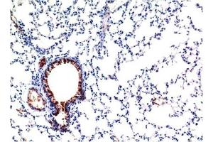 Immunohistochemical analysis of paraffin-embedded Mouse Lung Tissue using TGFβ1 Mouse mAb diluted at 1:200. (TGFB1 anticorps)