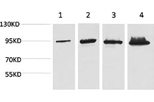 Western blot analysis of 1) Hela, 2) 293T, 3) Mouse Liver tissue, 4) Rat Liver tissue using Catenin-β Monoclonal Antibody. (beta Catenin anticorps)