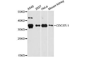 Western blot analysis of extracts of various cell lines, using CDC37L1 antibody (ABIN5972788) at 1:3000 dilution. (CDC37L1 anticorps)