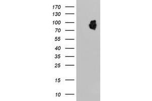 HEK293T cells were transfected with the pCMV6-ENTRY control (Left lane) or pCMV6-ENTRY LRRC50 (Right lane) cDNA for 48 hrs and lysed. (LRRC50 anticorps)