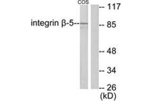 Western blot analysis of extracts from COS7 cells, using Integrin beta5 Antibody. (Integrin beta 5 anticorps  (AA 721-770))