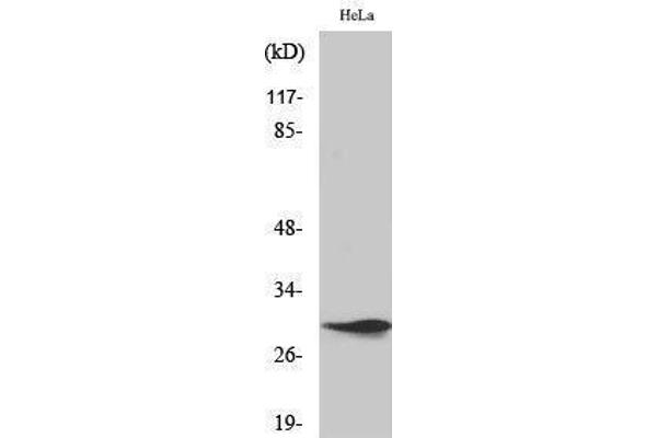 Spindlin 1 anticorps  (Internal Region)