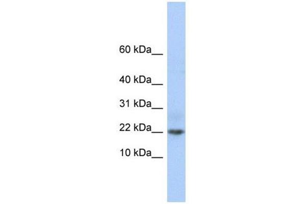 C9orf25 anticorps  (Middle Region)