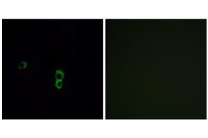 Immunofluorescence analysis of MCF-7 cells, using OR9Q1 antibody. (OR9Q1 anticorps  (C-Term))