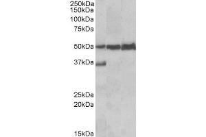 ABIN2563723 (0. (LSP1 anticorps  (C-Term))