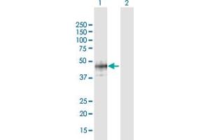 Western Blot analysis of B3GAT1 expression in transfected 293T cell line by B3GAT1 MaxPab polyclonal antibody. (CD57 anticorps  (AA 1-334))