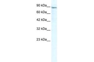 Western Blotting (WB) image for anti-Minichromosome Maintenance Deficient 4 (MCM4) antibody (ABIN2461398) (MCM4 anticorps)