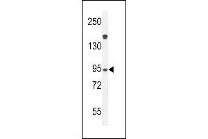 Myeloperoxidase Antibody (N-term) (ABIN655507 and ABIN2845023) western blot analysis in HL-60 cell line lysates (35 μg/lane). (Myeloperoxidase anticorps  (N-Term))