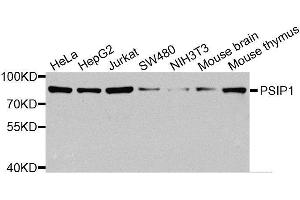 Western blot analysis of extracts of various cell lines, using PSIP1 antibody (ABIN5974868) at 1/1000 dilution. (PSIP1 anticorps)