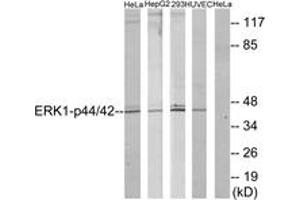 Western Blotting (WB) image for anti-Mitogen-Activated Protein Kinase 1/3 (MAPK1/3) (AA 170-219) antibody (ABIN2888984) (ERK1/2 anticorps  (AA 170-219))