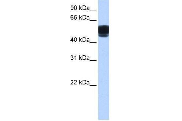 ZNF681 anticorps  (C-Term)