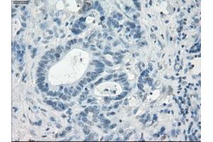 Immunohistochemistry (IHC) image for anti-Leukotriene A4 Hydrolase (LTA4H) antibody (ABIN1499214) (LTA4H anticorps)