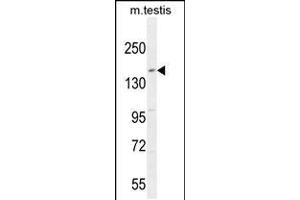 Western blot analysis in mouse testis tissue lysates (35ug/lane). (KIT anticorps  (N-Term))