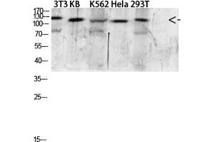 Western blot analysis of 293T Mouse-kidney lysate, antibody was diluted at 1:2000. (EGF anticorps  (AA 1000-1060))