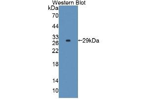 Figure. (LRRC3C anticorps  (AA 42-275))