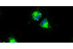 Anti-CD4 mouse monoclonal antibody (ABIN2452332) immunofluorescent staining of COS7 cells transiently transfected by pCMV6-ENTRY CD4 (RC206453). (CD4 anticorps)
