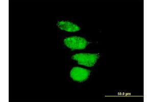 Immunofluorescence of purified MaxPab antibody to ZNF133 on HeLa cell. (ZNF133 anticorps  (AA 1-653))