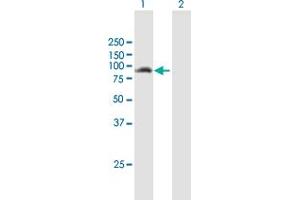 Western Blot analysis of ANKMY1 expression in transfected 293T cell line by ANKMY1 MaxPab polyclonal antibody. (ANKMY1 anticorps  (AA 1-720))