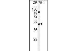 tcag7. (Tcag7.1071 (AA 410-438), (C-Term) anticorps)