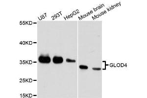 Western blot analysis of extracts of various cell lines, using GLOD4 antibody. (GLOD4 anticorps  (AA 179-298))