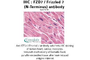 Image no. 1 for anti-Frizzled Family Receptor 7 (FZD7) (Extracellular Domain), (N-Term) antibody (ABIN1734509) (FZD7 anticorps  (Extracellular Domain, N-Term))